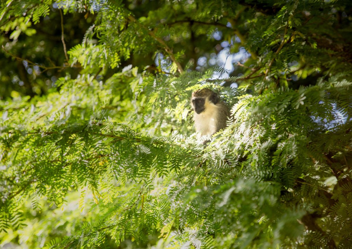 Green Monkey St George Barbados