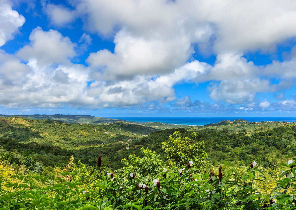 Flower Forest Views St Thomas